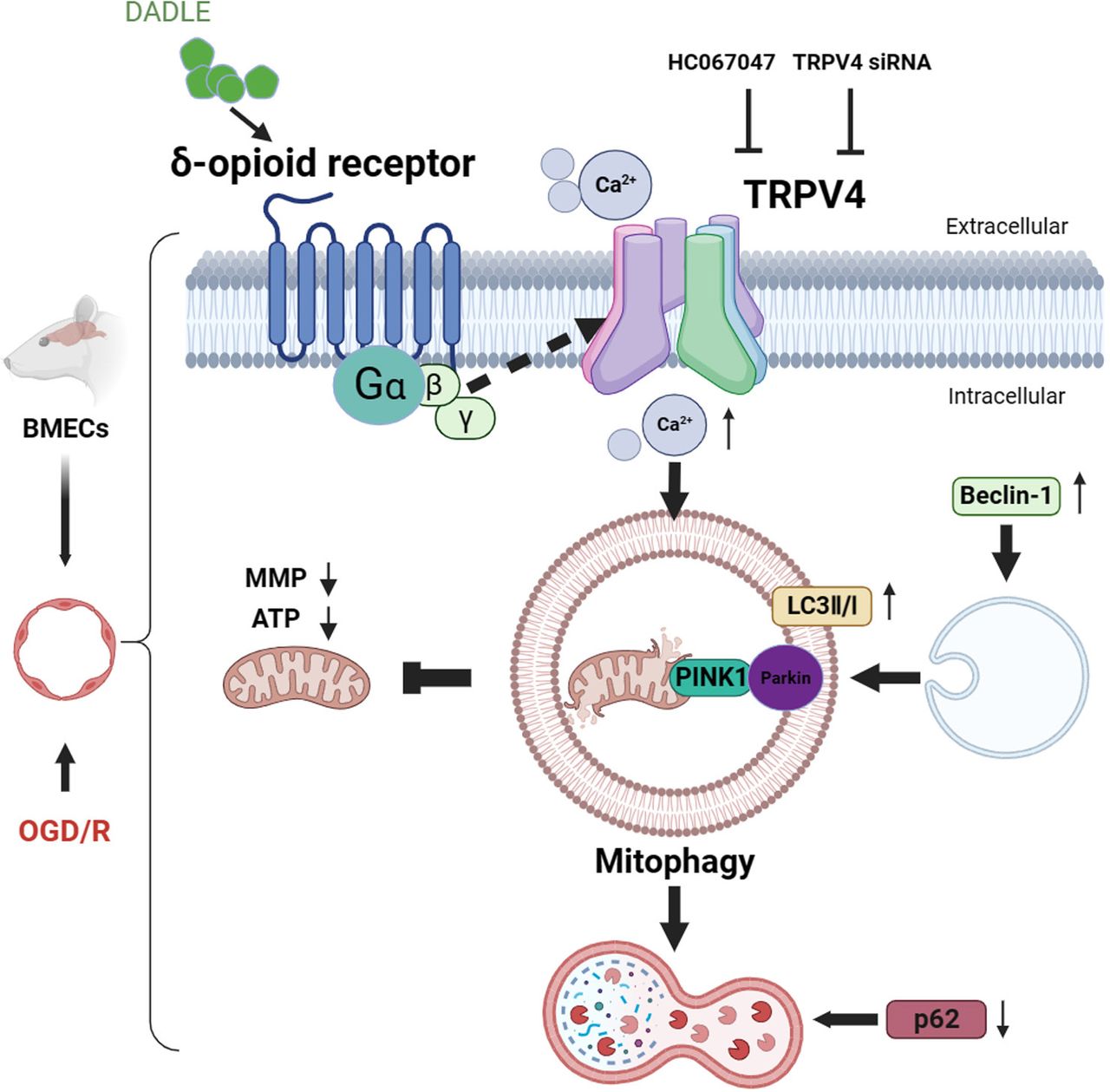 dsip opiod receptors Delta opioid peptide [D-ala2, D-leu5]-Enkephalin's ability to enhance mitophagy via TRPV4 to relieve ischemia/reperfusion injury in brain microvascular endothelial cells skin care